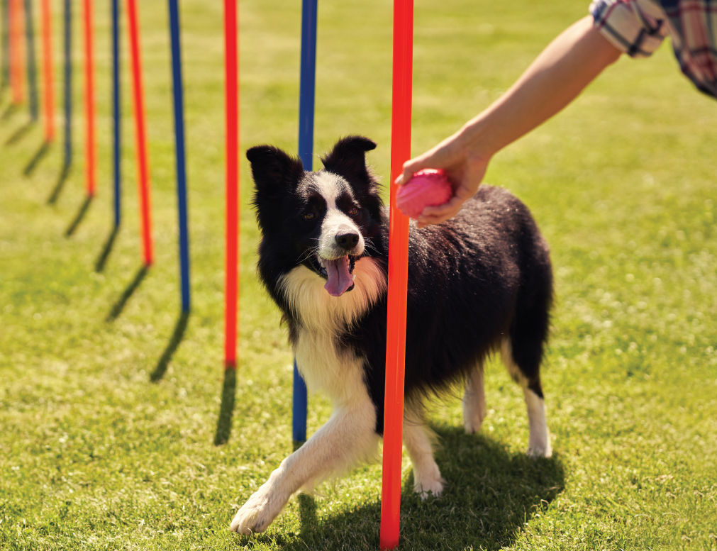 Dog being lead through obstacle course.