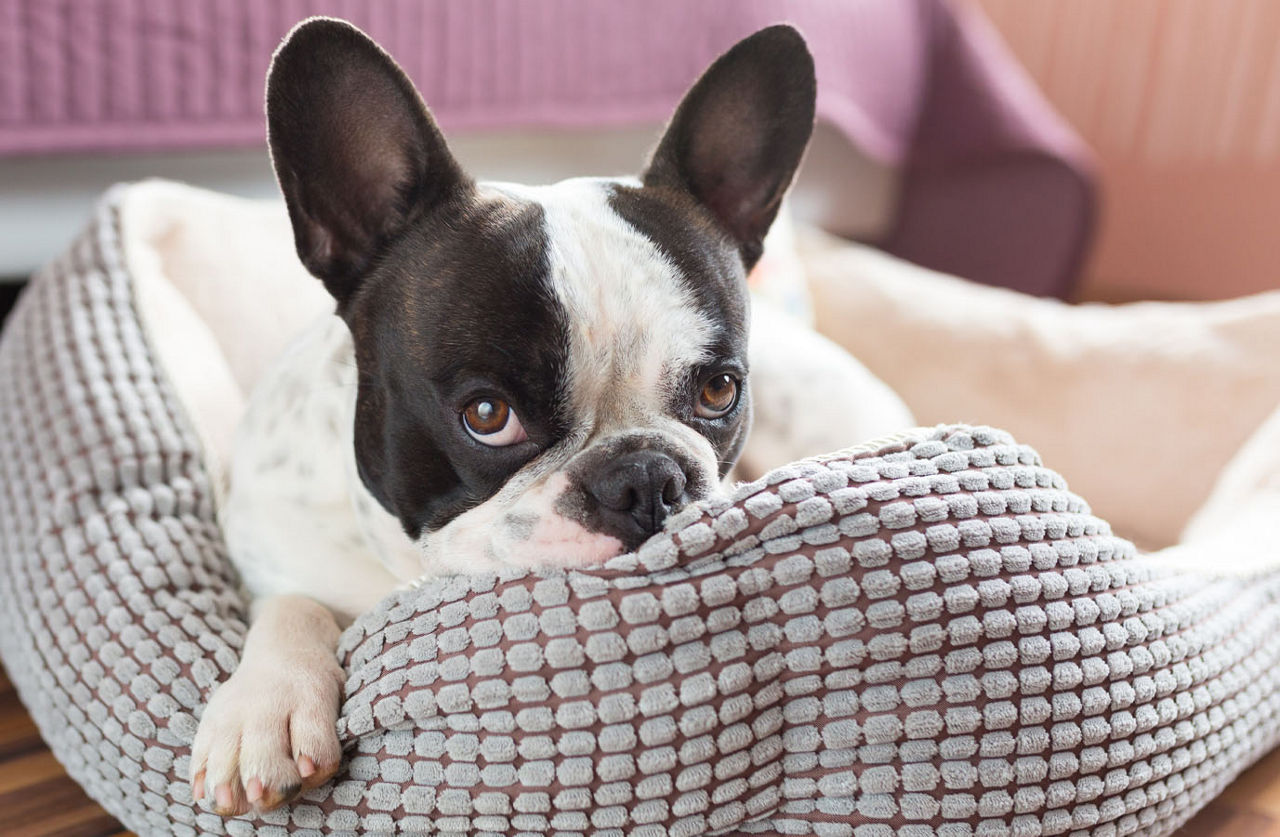 dog on bed