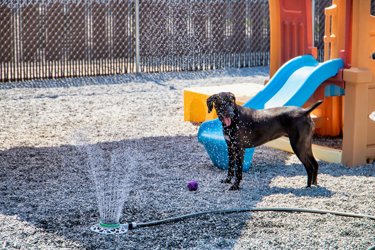 dog playing outdoor