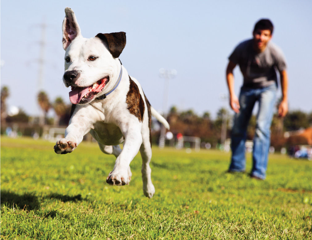 dog-owner-playing-running