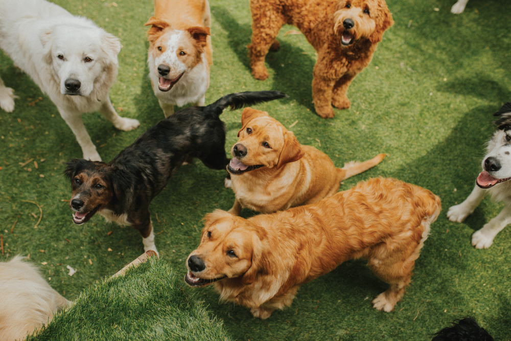 Staff with dogs atdaycare