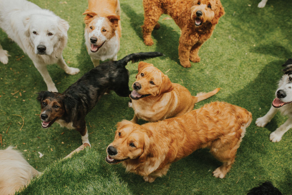 Seven dogs sitting and standing by each other.