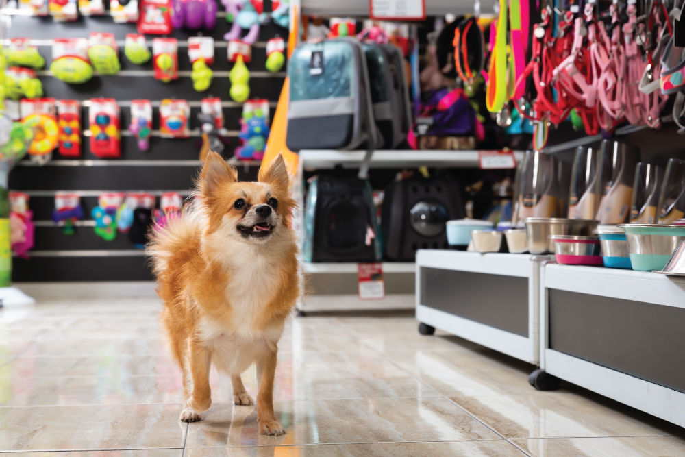 Dog in pet store.