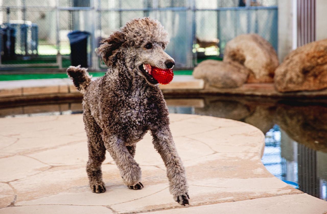 dog playing with a toy