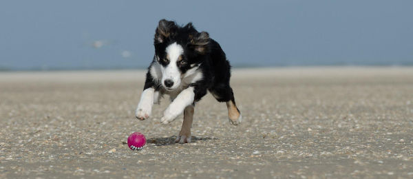 Dog playing with ball at the beach