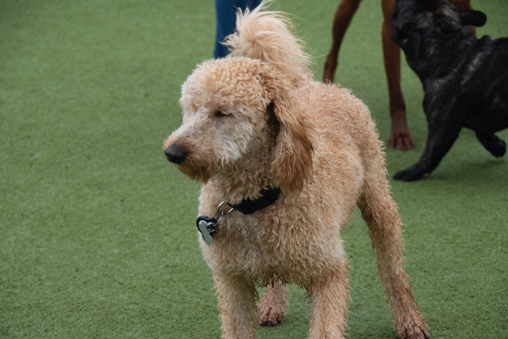 Dog playing at daycare