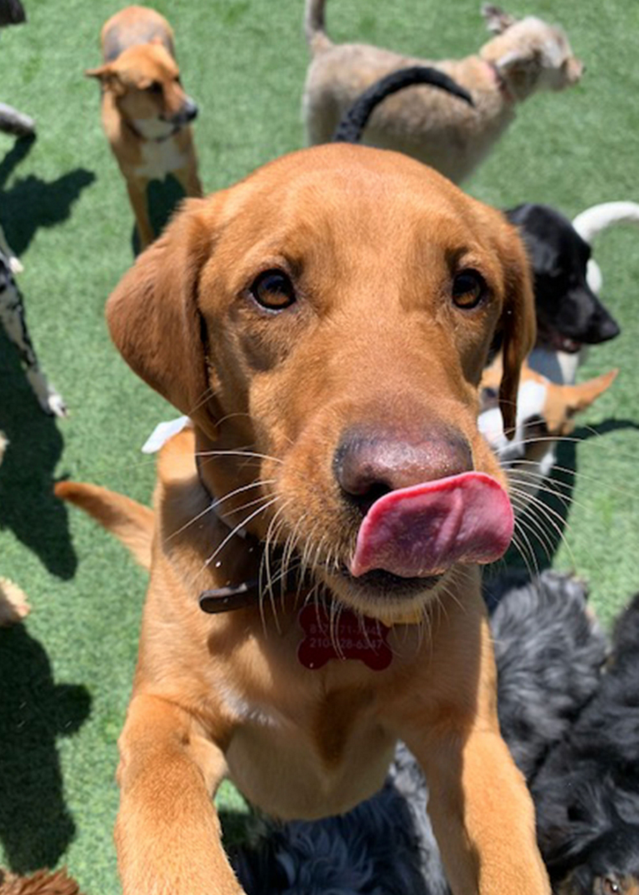 dog-playing-daycare-tongue-out-outside