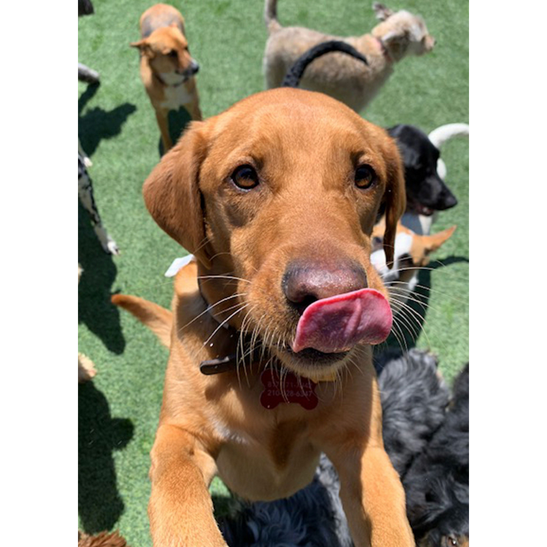 dog-playing-daycare-tongue-out-outside
