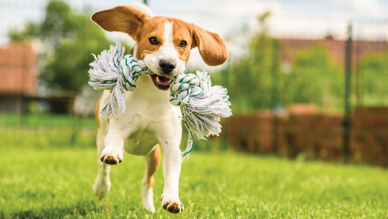 Dog running with rope toy