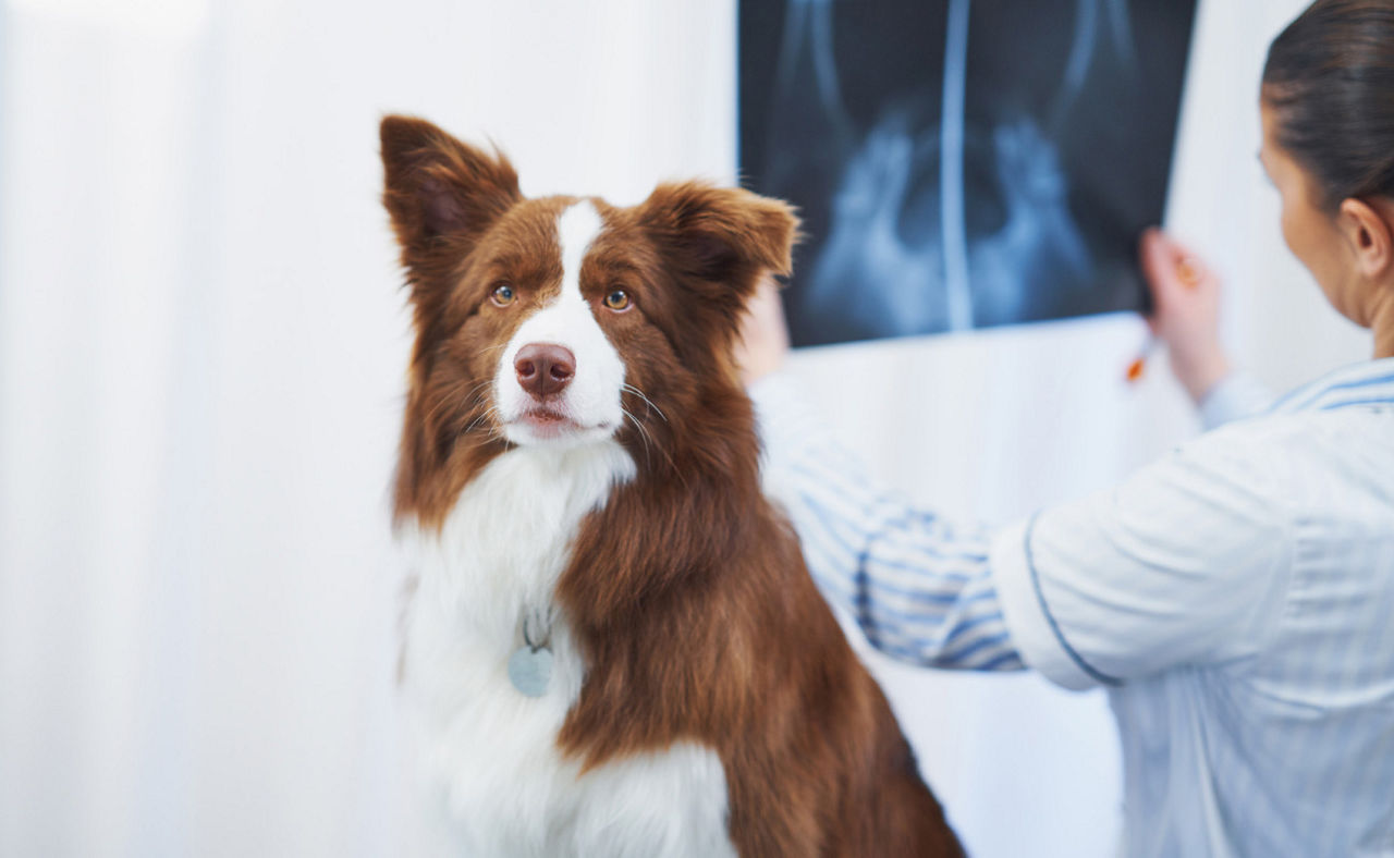 Brown Border Collie dog during visit in vet