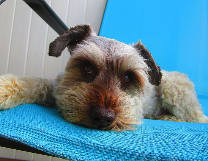 Dog resting on blue chair