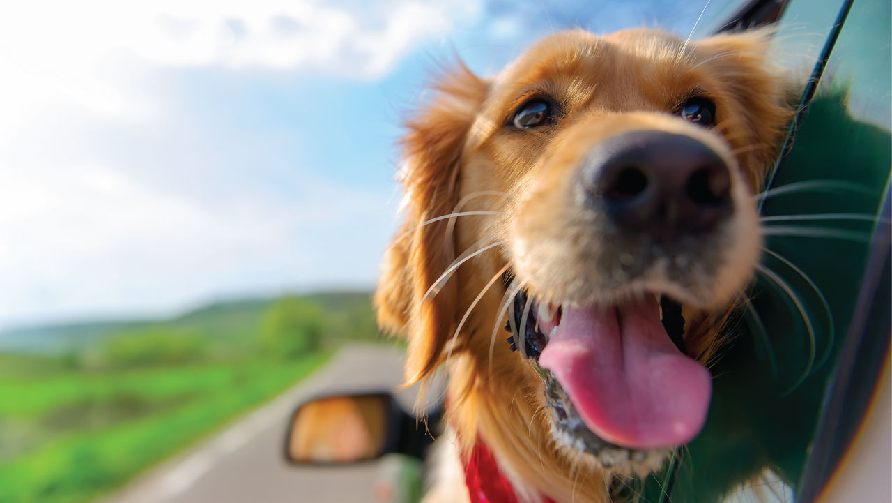 Dog happily riding in car.