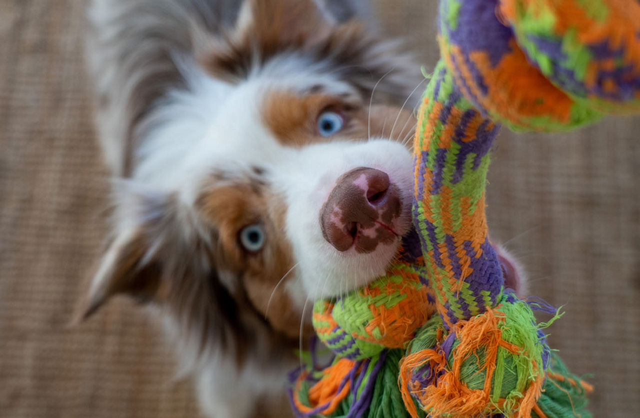 Puppy waiting for treat.