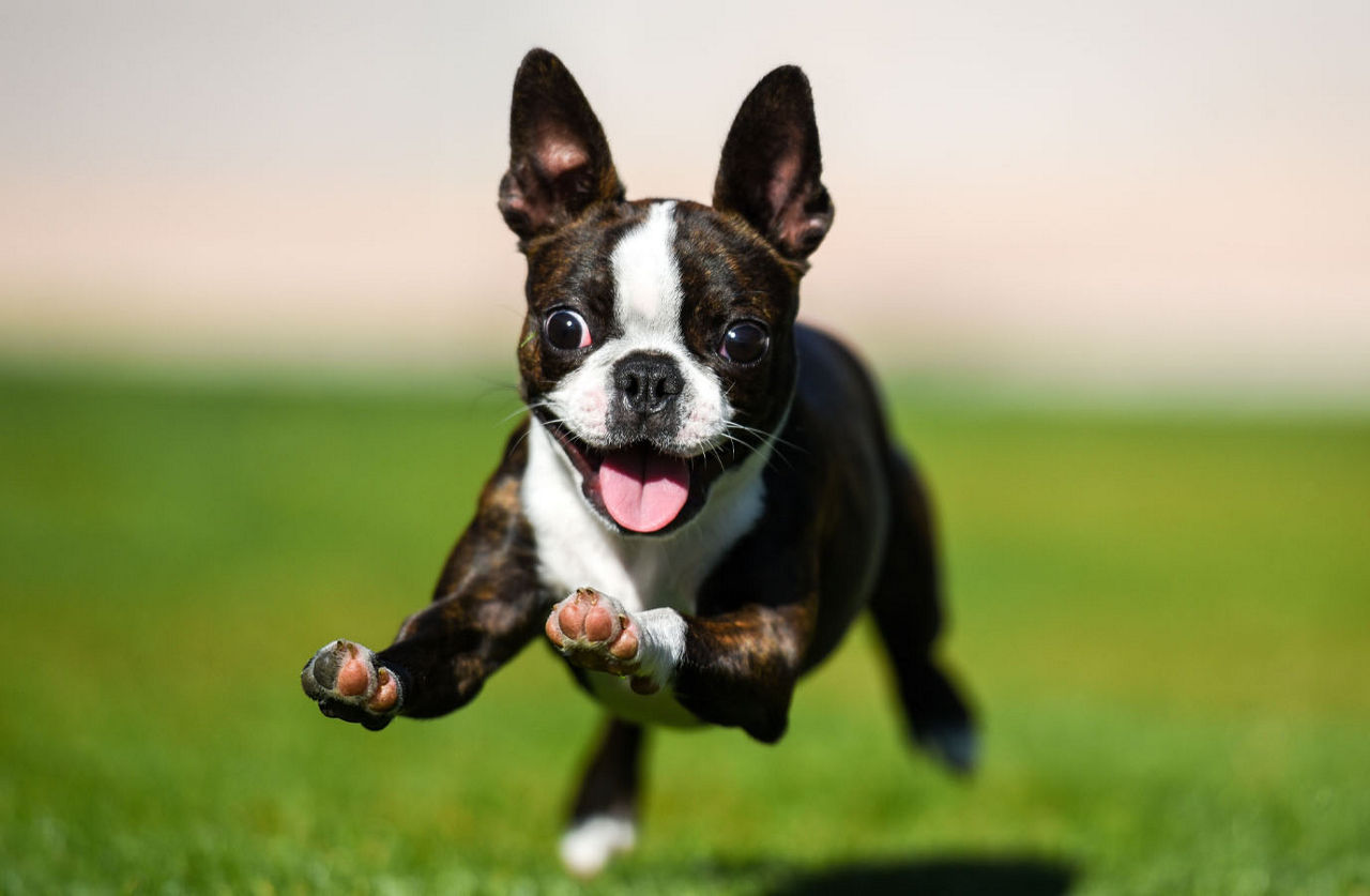 dog running in the park