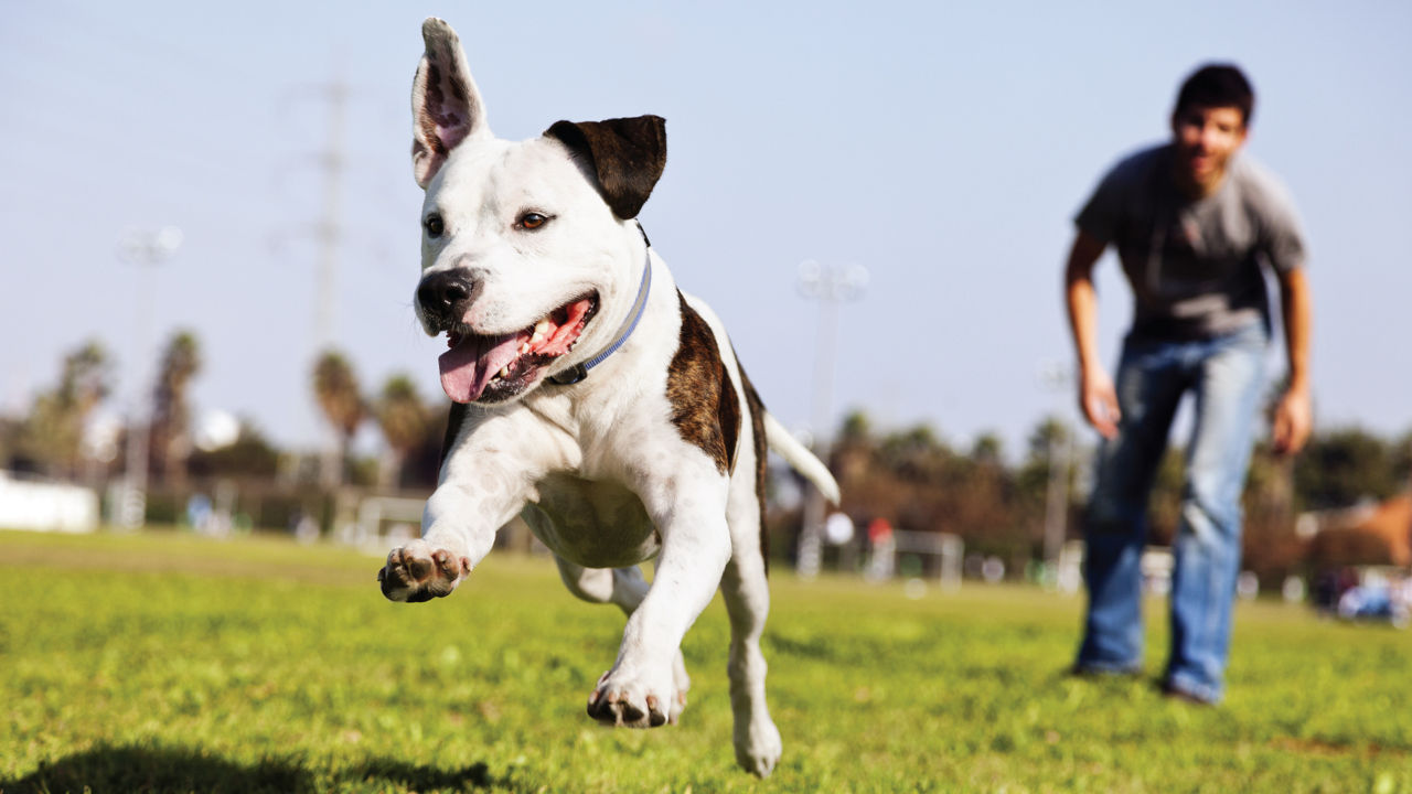 dog-owner-playing-running