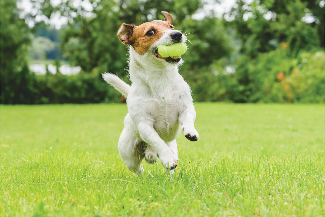 Dog Running Tennis Ball