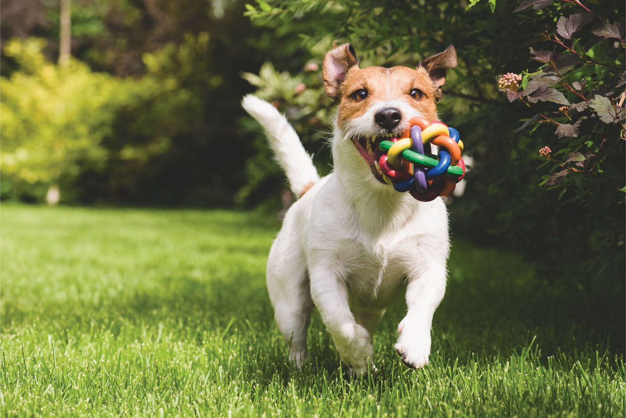 dog-running-toy