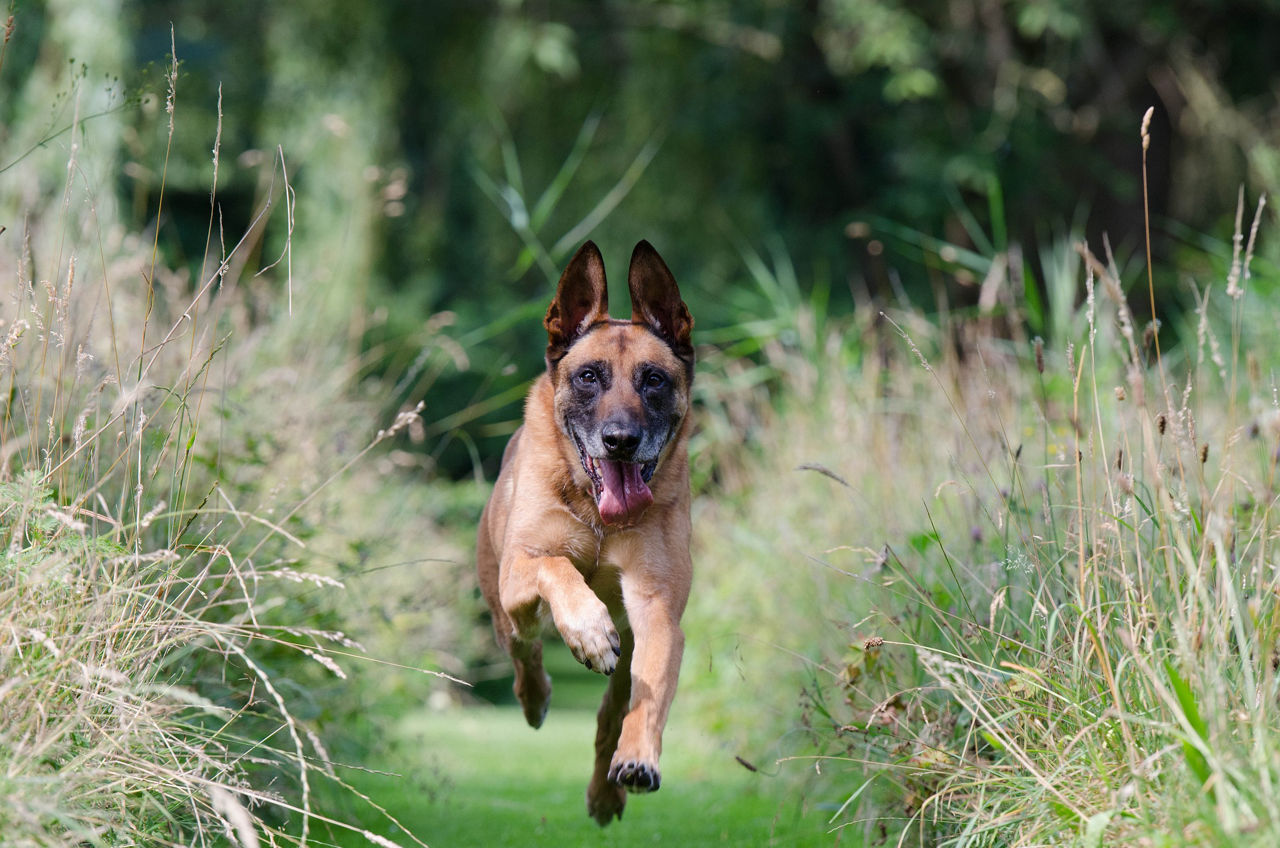 Dog running training