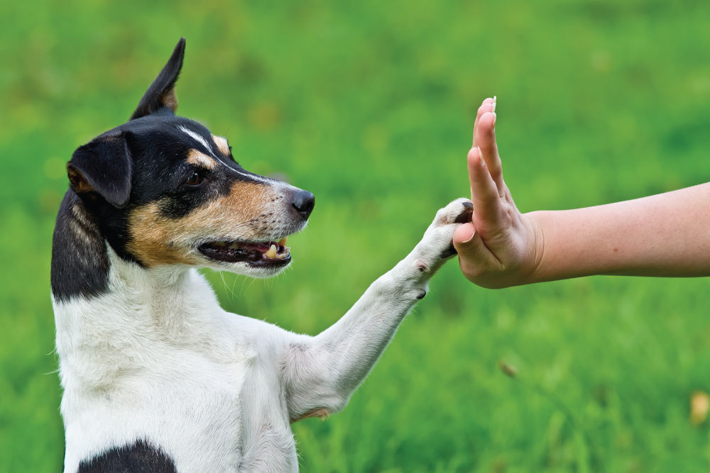 Dog holding their paw to a person's hand.