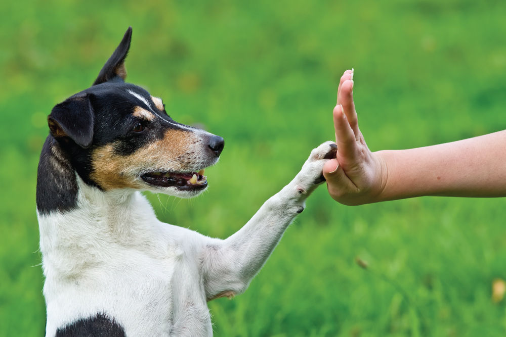 Dog holding their paw to a person's hand.