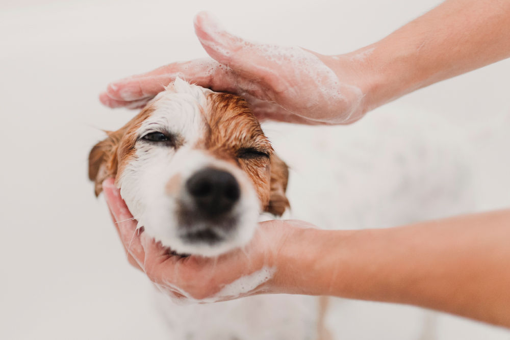 Dog getting a bath