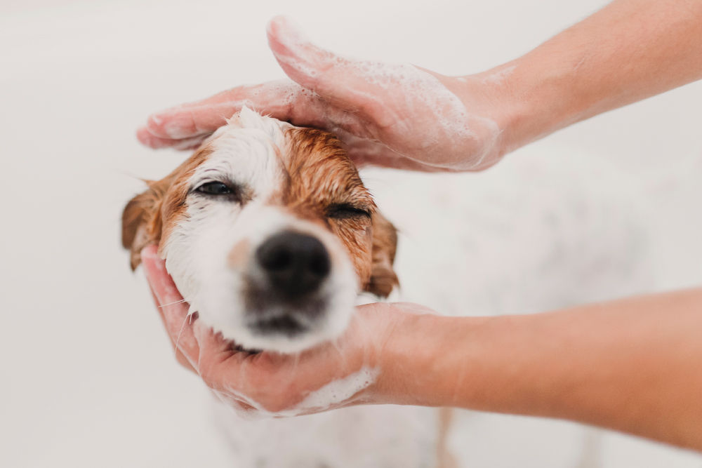 White and brown dog being bathed.