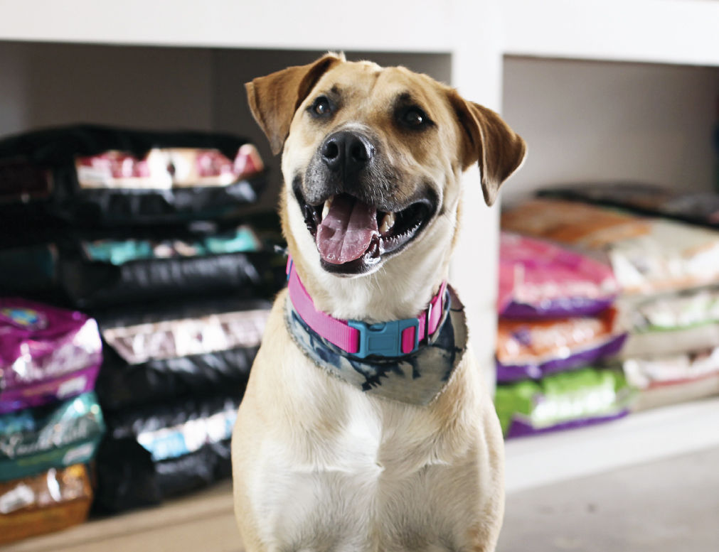 Yellow lab sitting in front of bags of dog food.