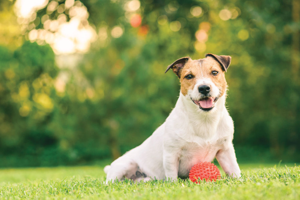 Brown and white dog sitting in grass by orange ball.