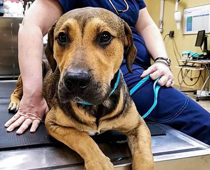 dog sitting on a metal table at the vet