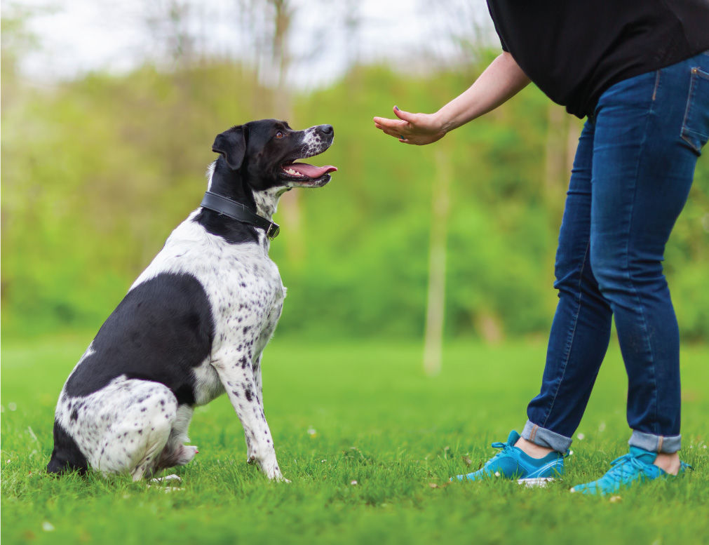 Black and white dog sitting in front of trainer