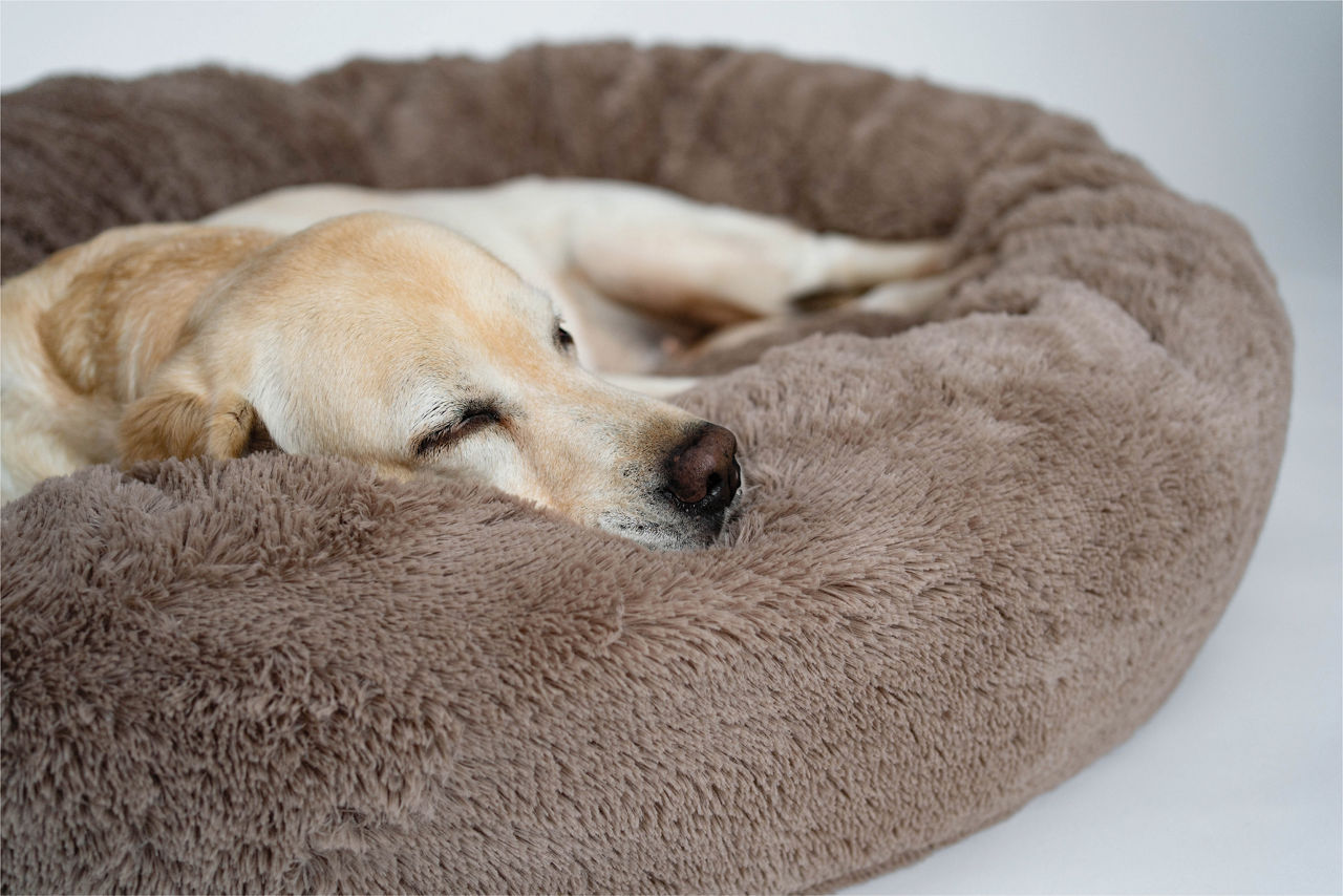 Dog Sleeping On Bed