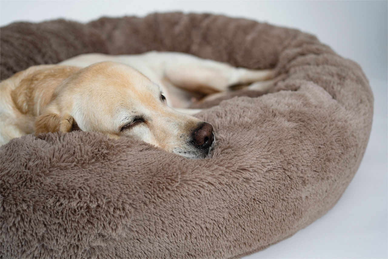 Yellow lab sleeping in brown dog bed.