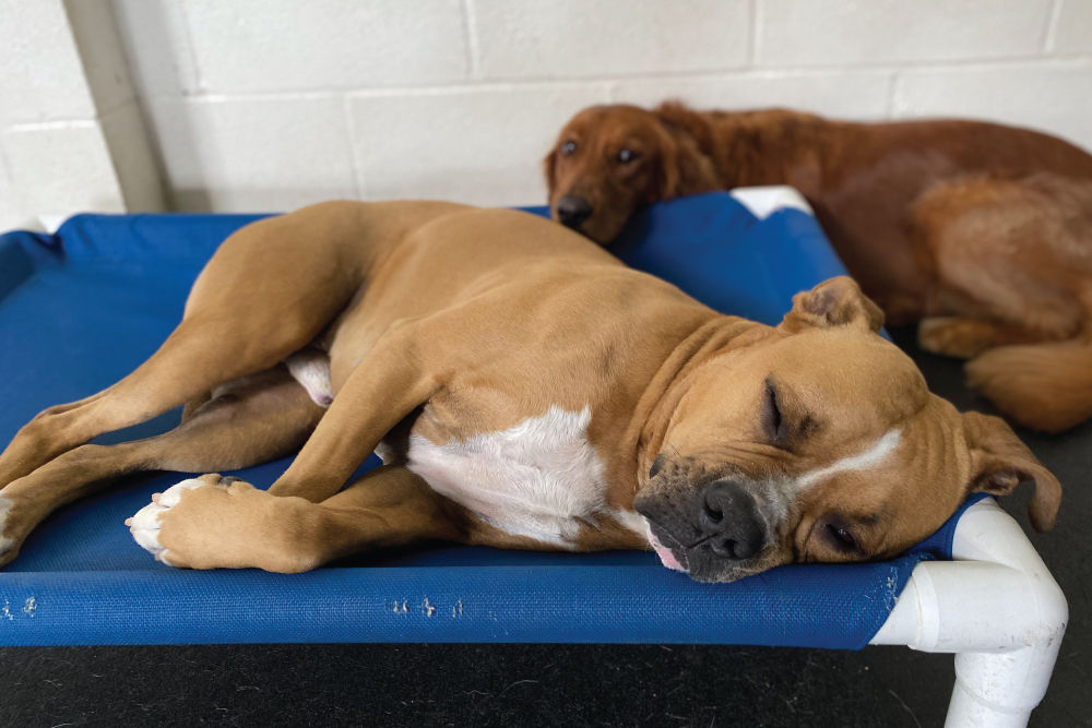 Dog Sleeping On Bed