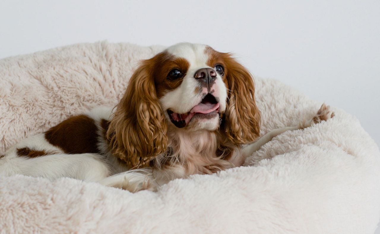 Cute cocker spaniel lying on a dog bed. Light background. Dog Sleeps on Plush Fluffy Pet Cave