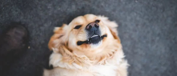 Smiling-dog