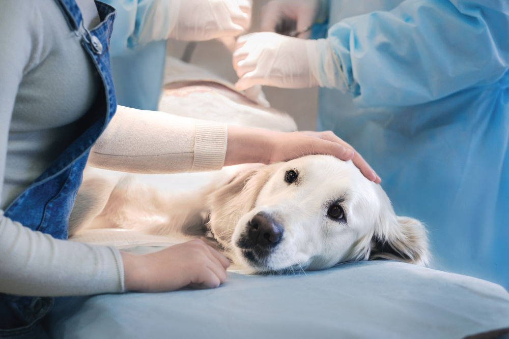 White dog being prepped for surgery.