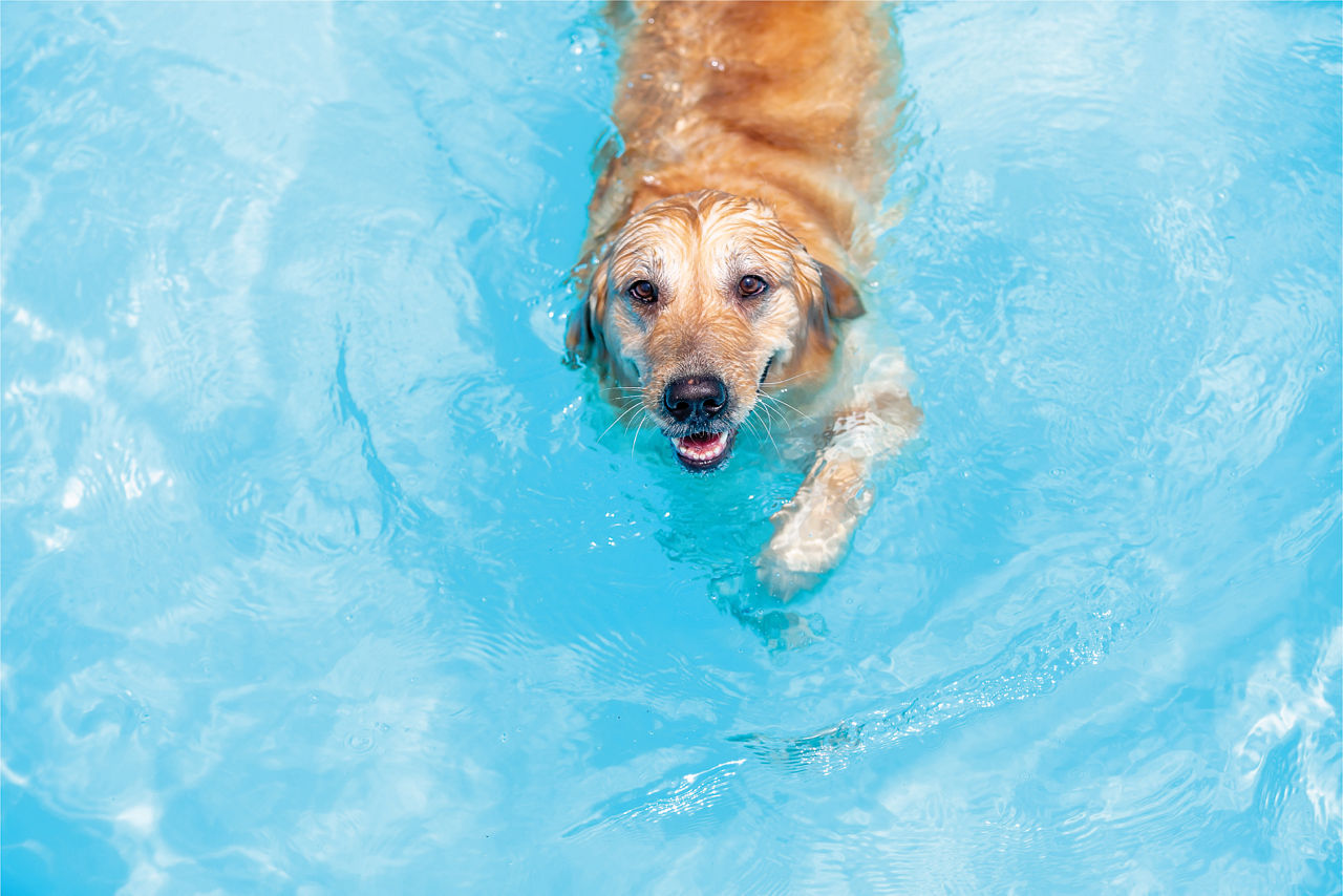 dog-swimming