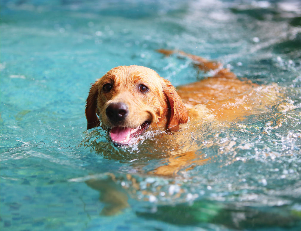 Dog swimming in pool