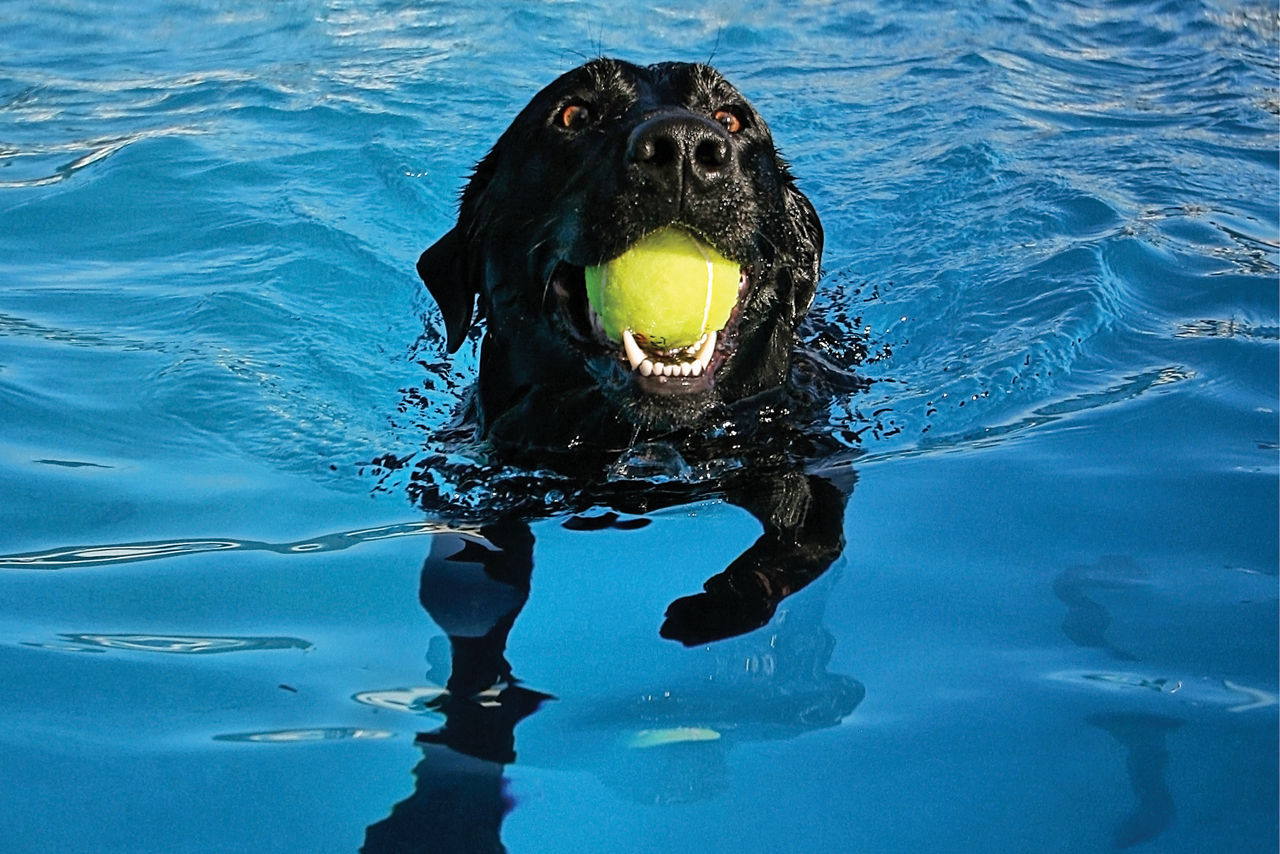 Dog swimming in pool