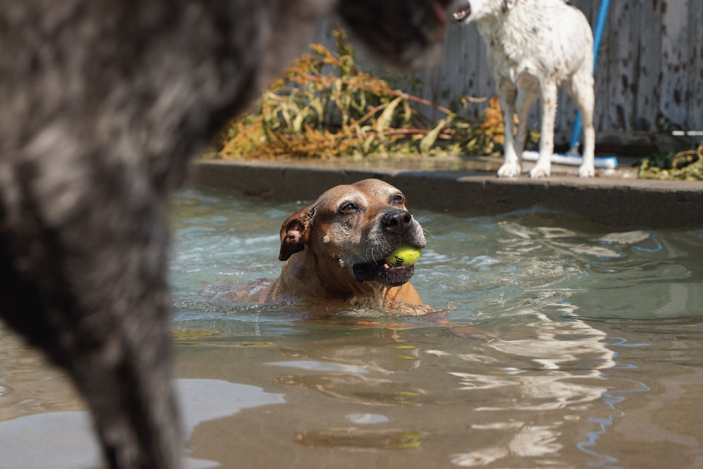 Dog swimming in pool with yellow ball