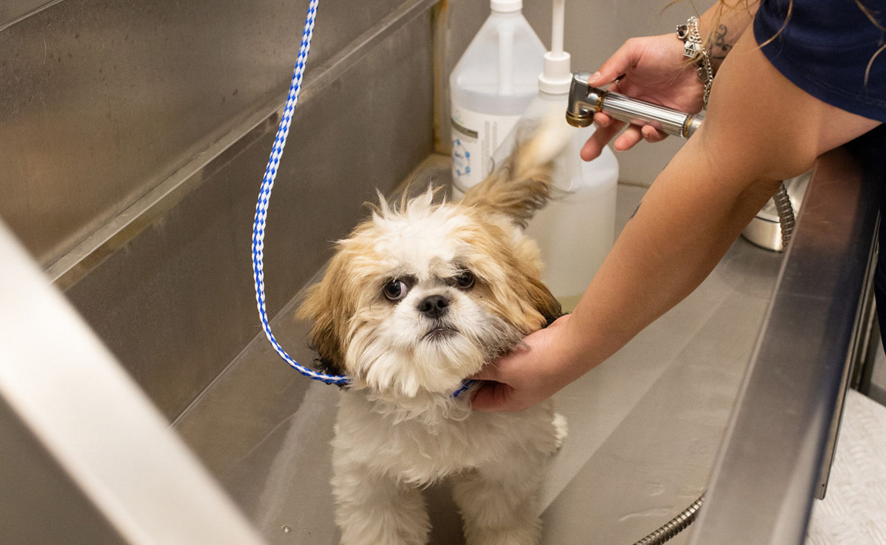 Dog taking bath