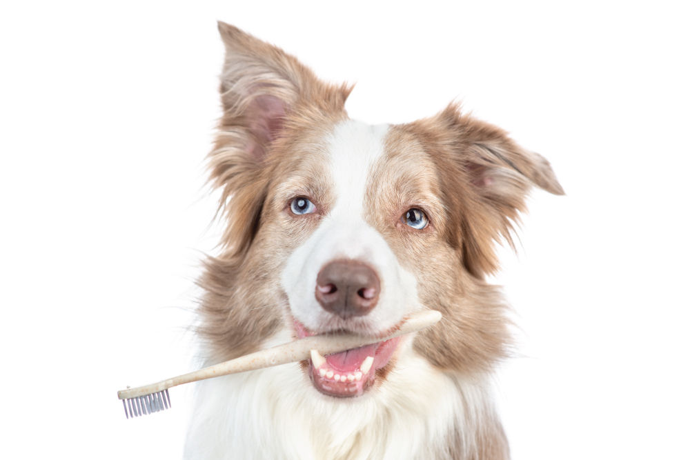 Pearly Whites: Prioritizing Your Pet's Dental Health