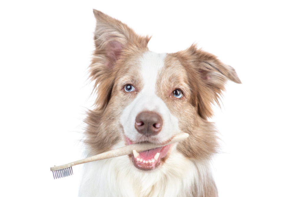 Dog holding a toothbrush in their mouth.