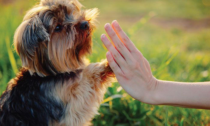 dog touching hand with its paw