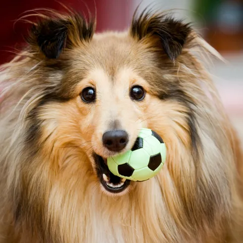 dog playing with ball