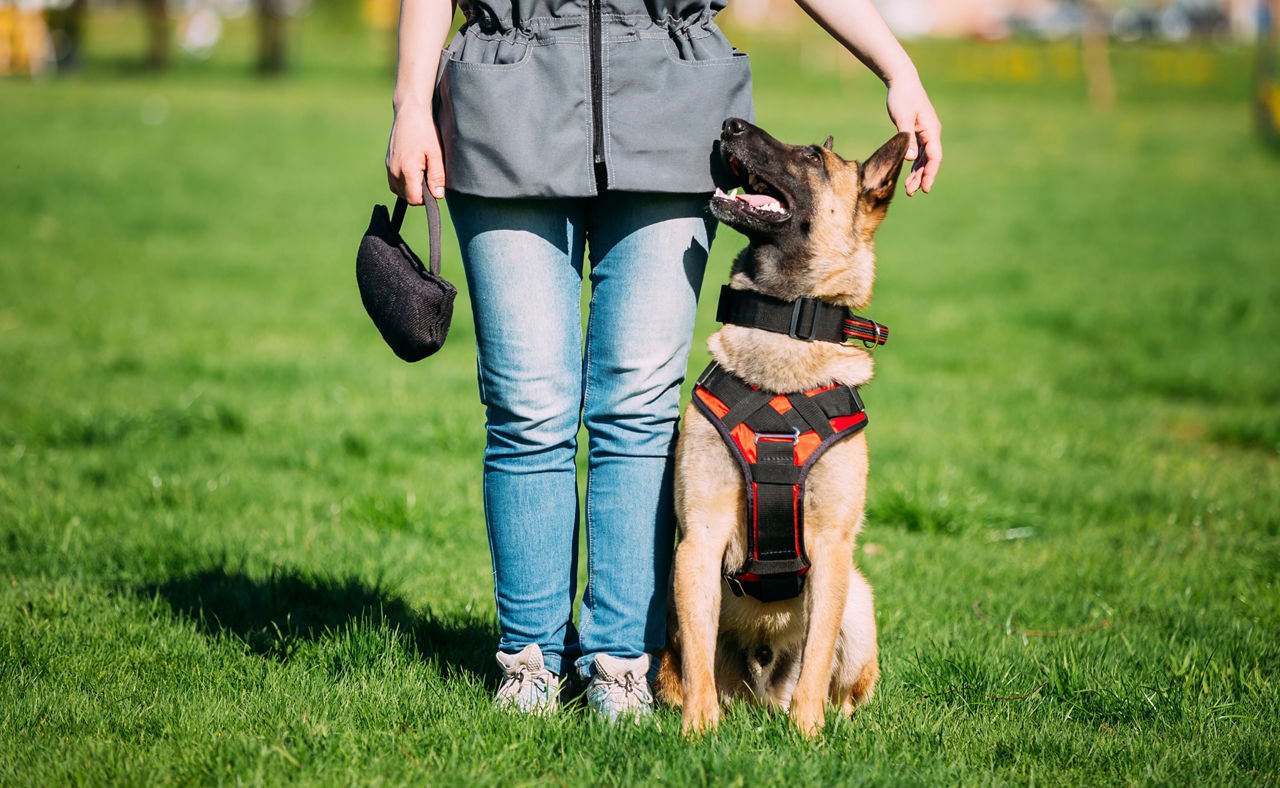 Malinois Dog Sit Outdoors In Green Summer Grass Near Owner At Training. Well-raised and trained Belgian Malinois are usually active, intelligent, friendly, protective, alert and hard-working.