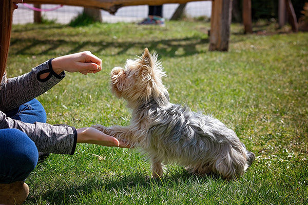 dog getting treat