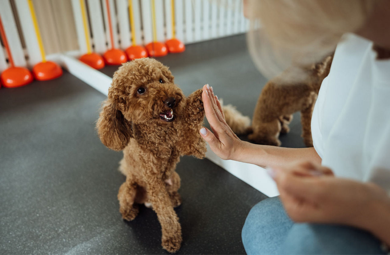 Dog hand paw with owner