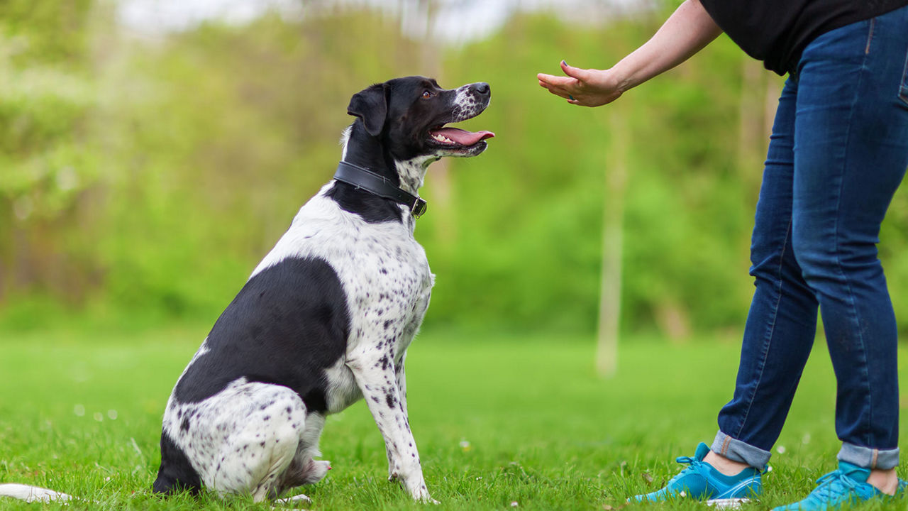 dog-training-practicing-sit-trainer