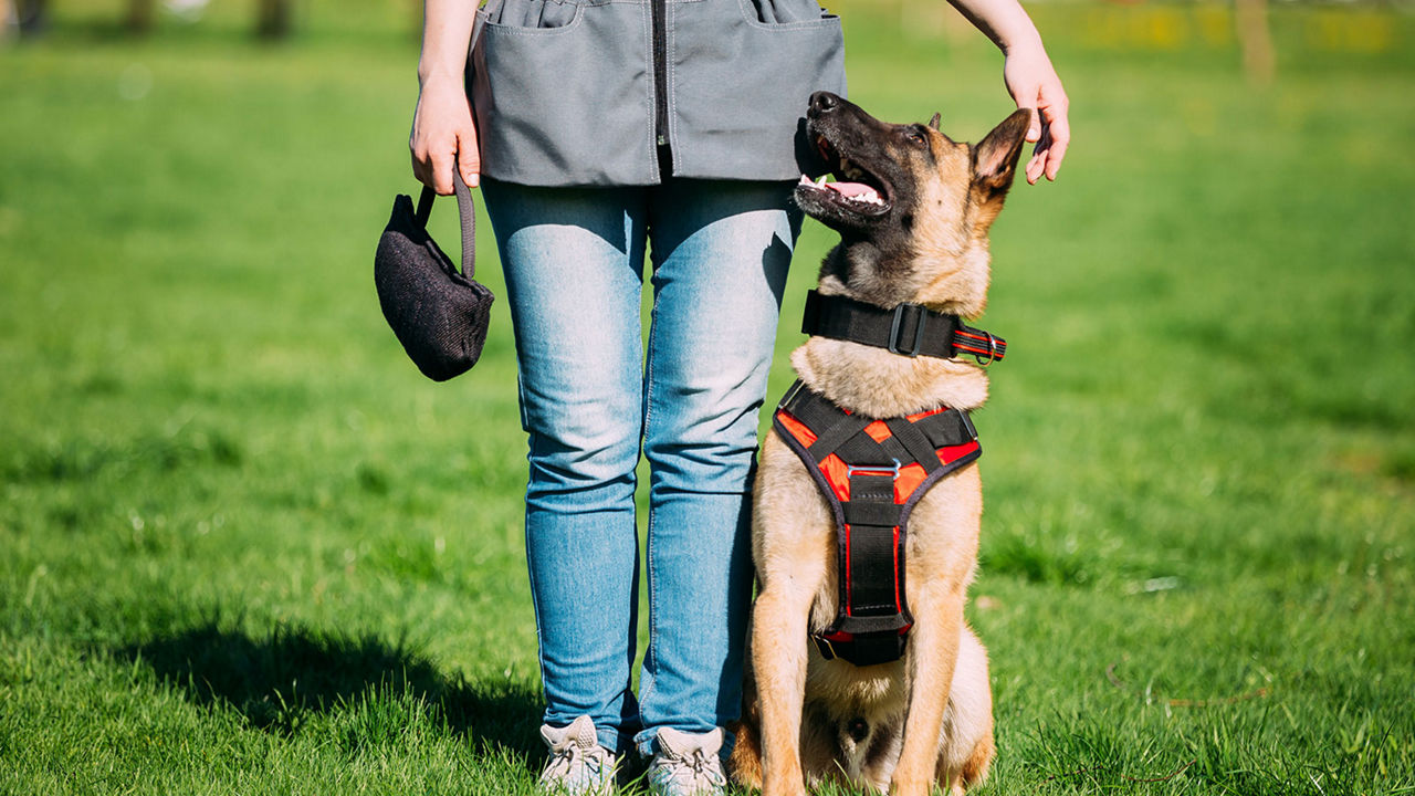 Dallas Cowboys Dog Harness Vest